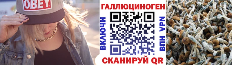 Псилоцибиновые грибы Psilocybe  закладки  Никольск 